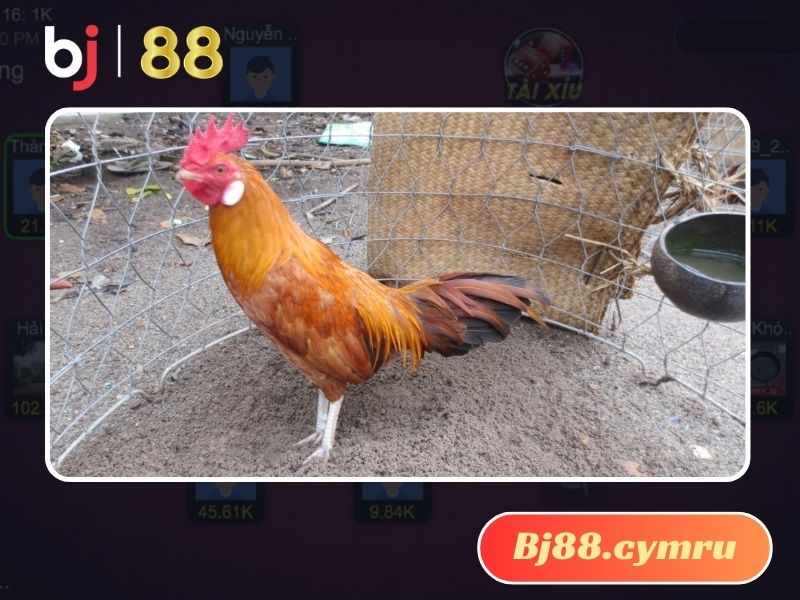 Khét chân trắng nổi bật trước vẻ đẹp hoàn mỹ