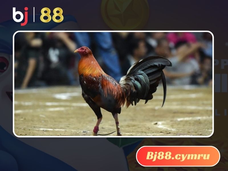 Hình dáng của gà Mỹ