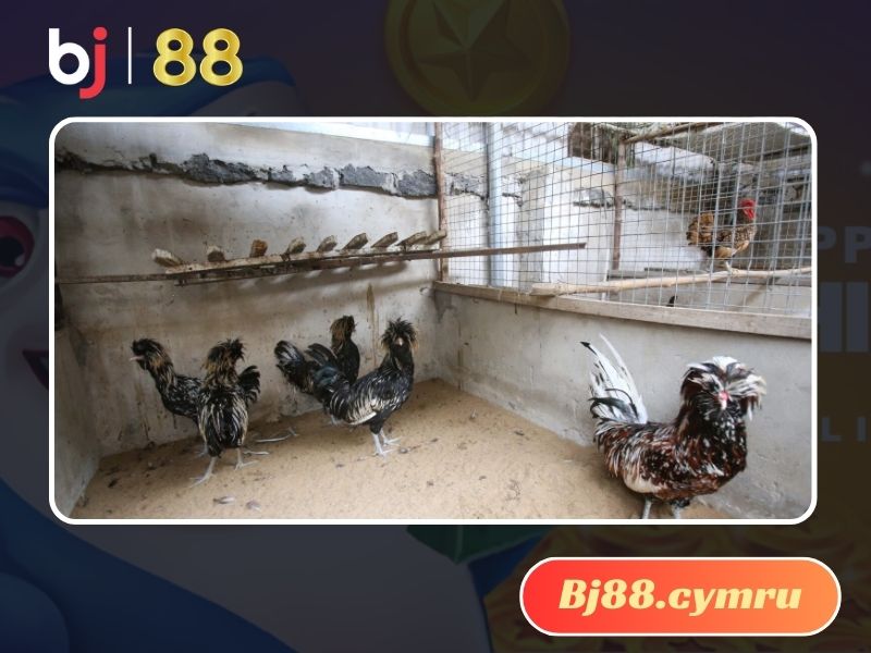 Đến trại gà Mỹ Đức Lập để mua gà đạt chuẩn