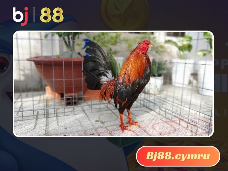 Lưu ý khi mua gà Mỹ con giá rẻ