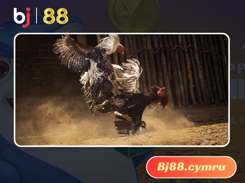 Gà chọi đánh nhau là tập tính tự nhiên của gà