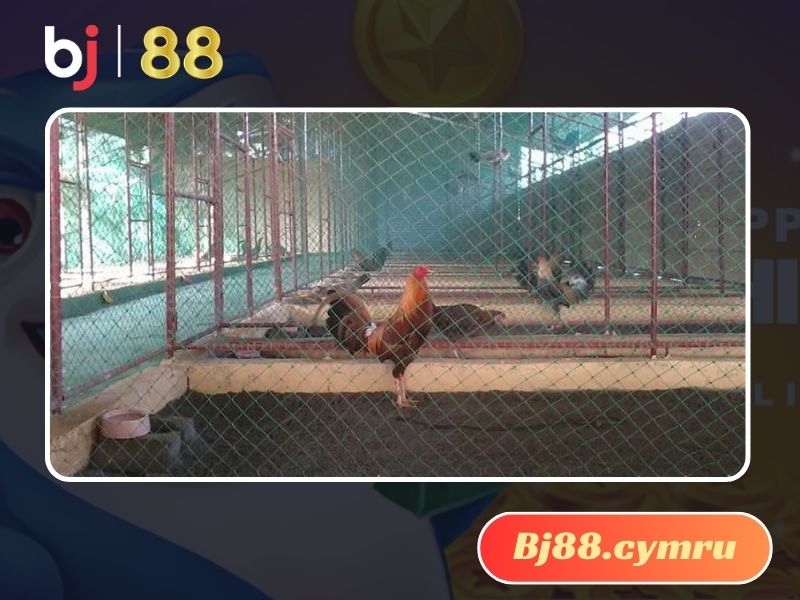  Nên nhốt gà riêng khi mới được mua về 