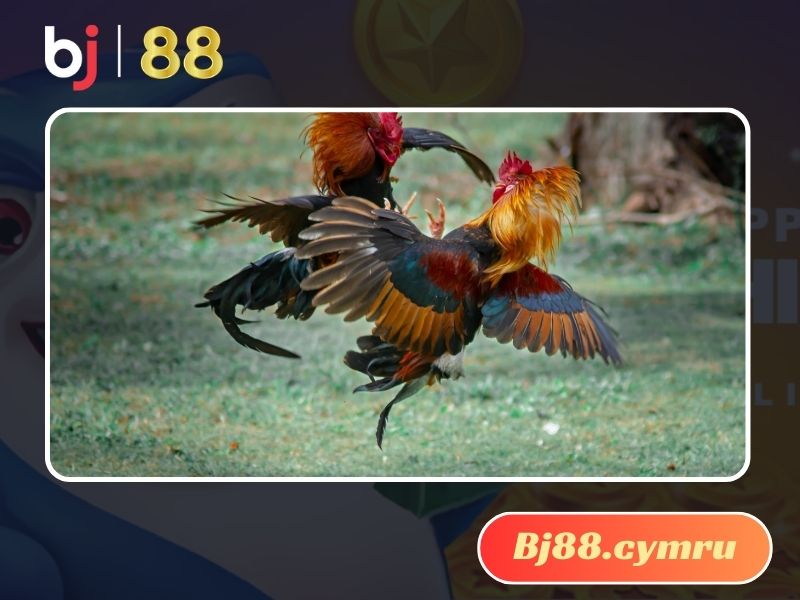 Sử dụng thuốc cho gà để tránh cắn nhau