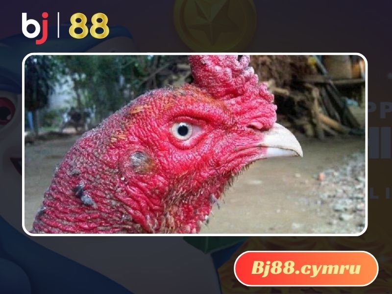 Đặc điểm của gà đá mắt trắng là gì?