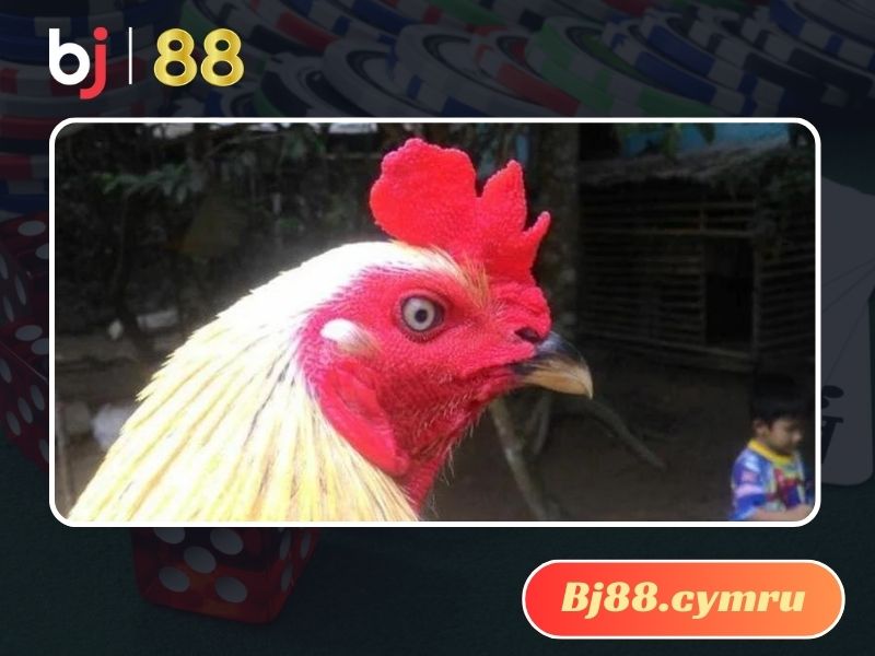 Màu mắt gà chọi có quan trọng không?