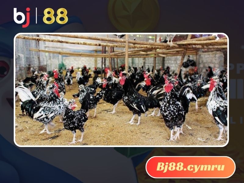 Gà Quý Phi hiện là dòng gà quý tại Việt Nam