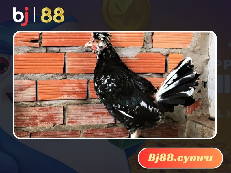 Vóc dáng vô cùng xinh đẹp của dòng gà Quý