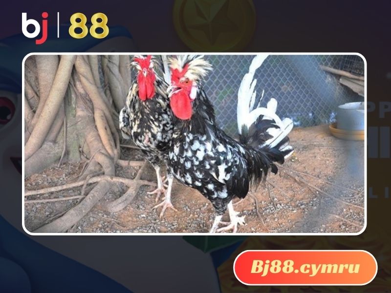 Gà Quý phi cực kỳ phù hợp với khí hậu Việt Nam