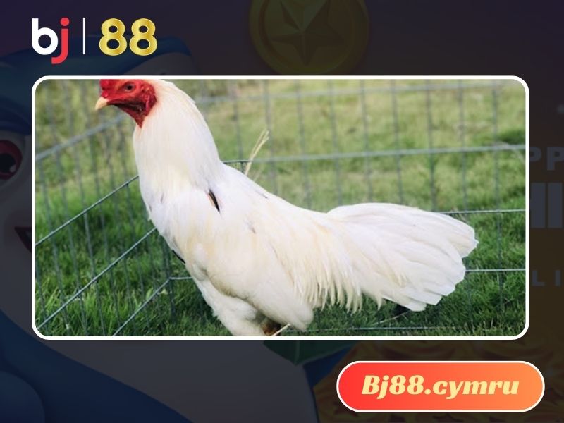 Gà Bướm chân màu gì đá hay nhất?