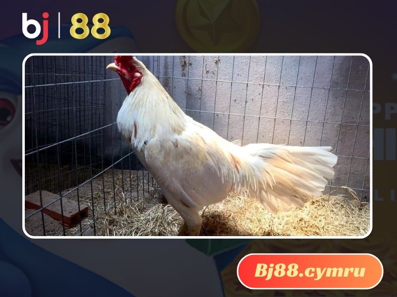 Gà Nhạn trắng hấp dẫn bởi bộ lông trắng tinh tuyệt đẹp