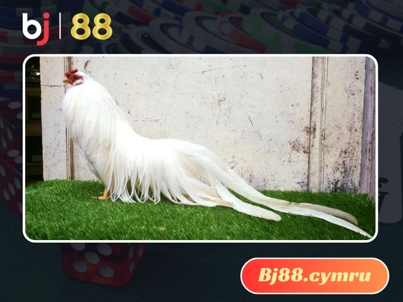 Gà Nhạn mạng gì?