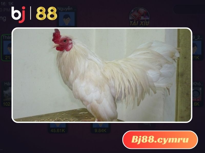 Nuôi gà Nhạn hay không tùy theo sở thích mỗi người