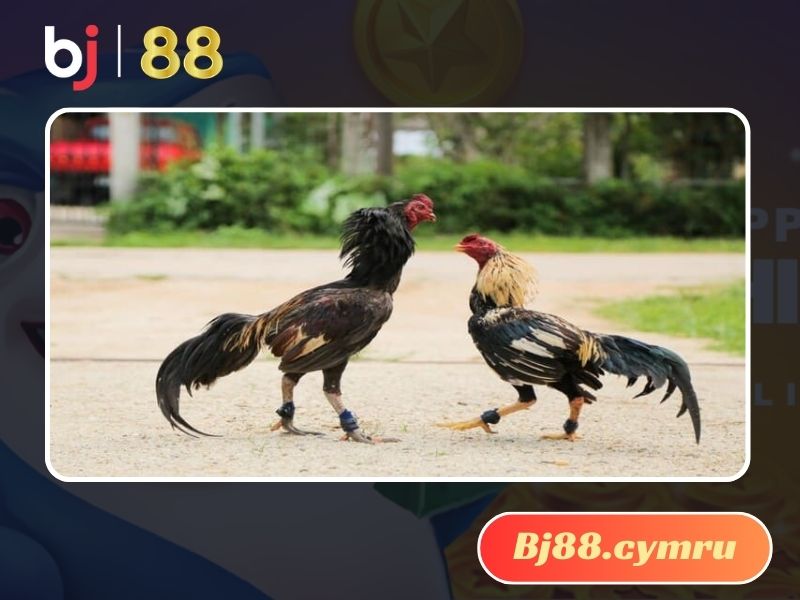 Thuốc khiến gà không đá được là gì?