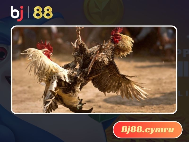 Sử dụng thuốc khiến gà không đá được dễ thực hiện