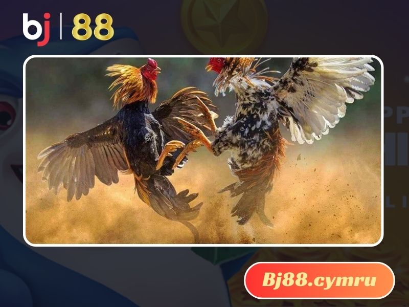 Tình trạng tang thường gặp ở gà đá sau khi chiến đấu