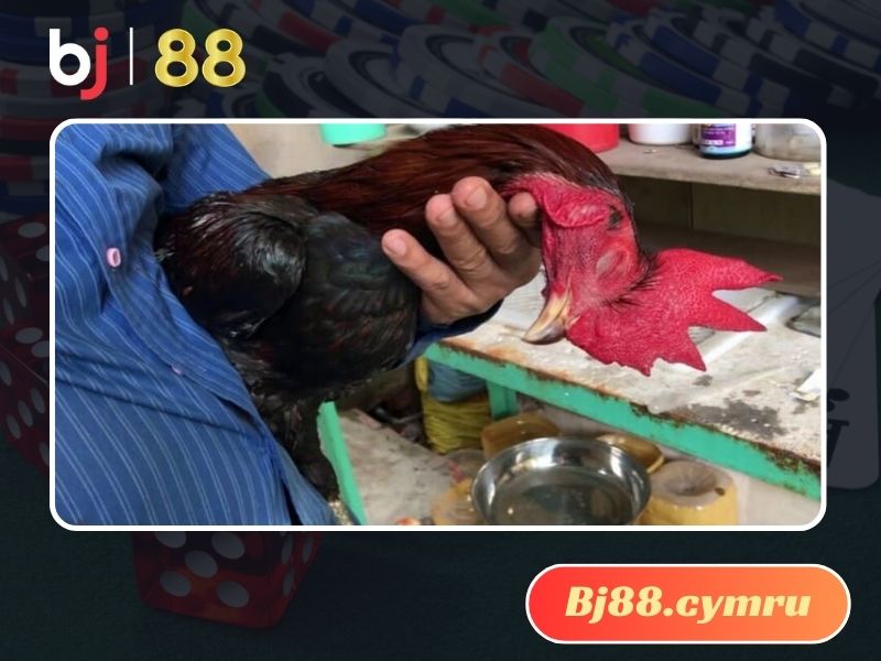 Dáng ngủ của gà tử mị