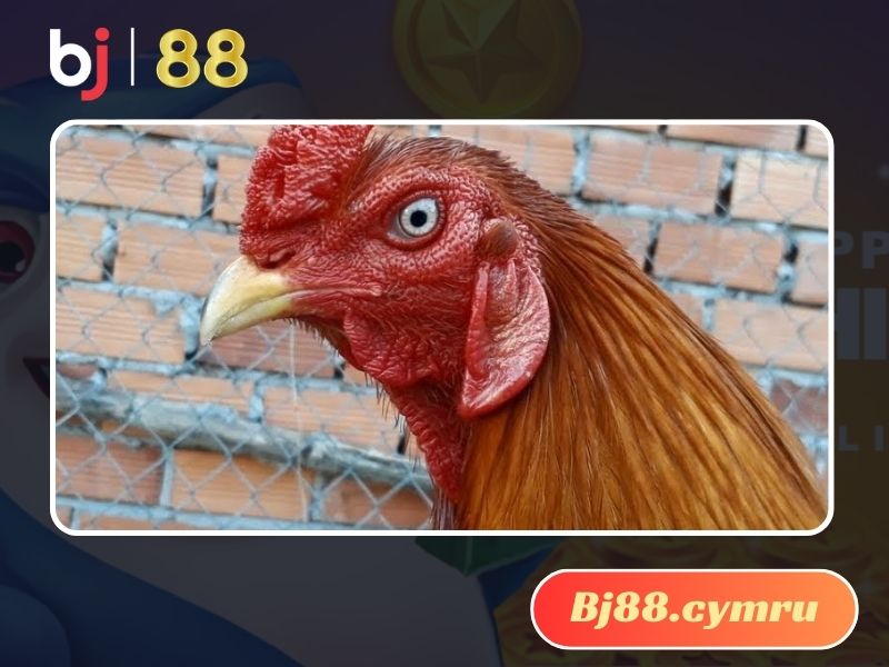 Nên ưu tiên những màu mắt gà chọi bên dưới để sở hữu