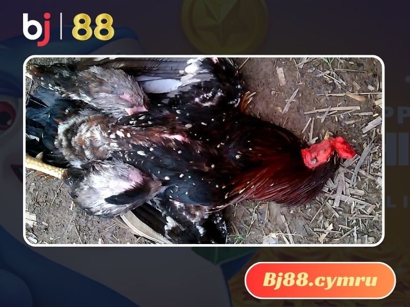 Hướng dẫn cách chăm sóc gà tử mị uy tín từ chuyên gia