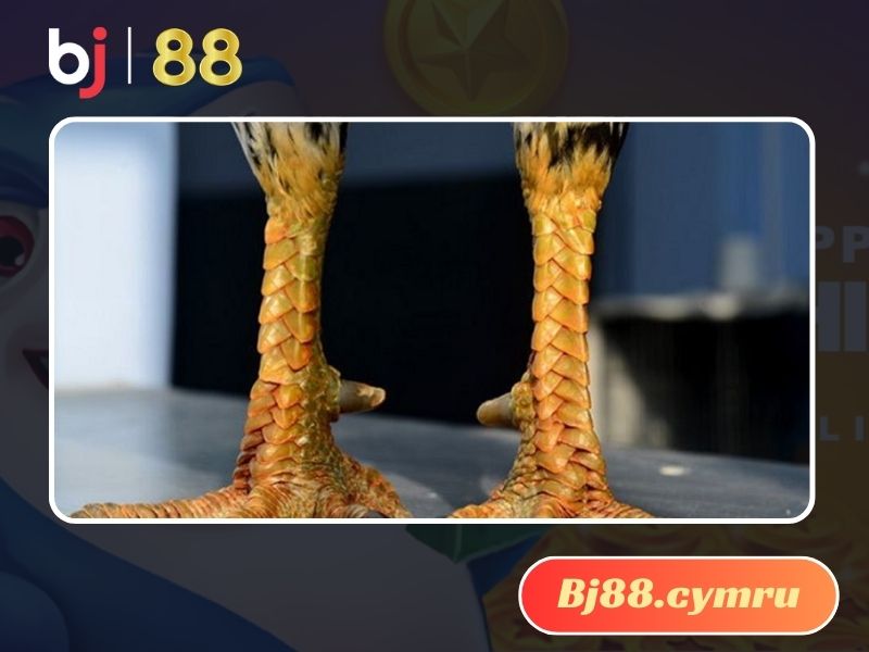 Vảy gà chọi độc là đặc điểm nhận biết gà đá hay