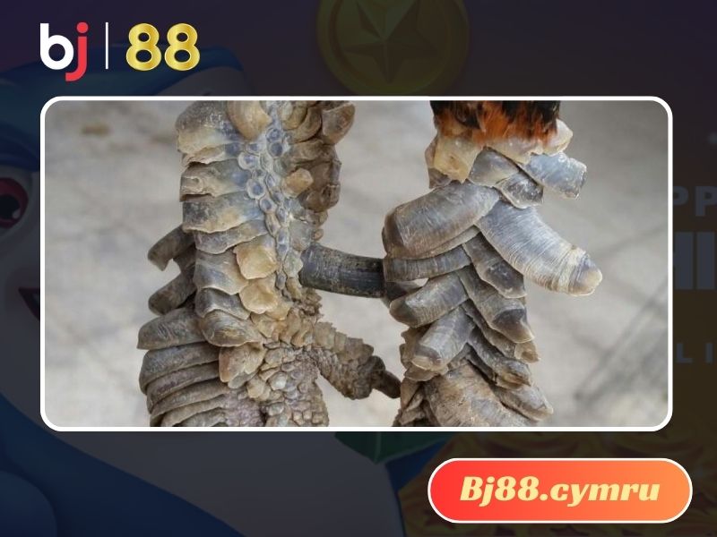 Hình dáng của vảy Rồng