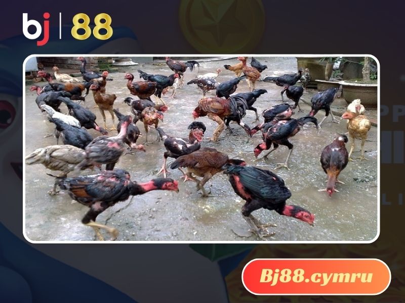 Đặc điểm nhận dạng của dòng gà lai chọi sọc