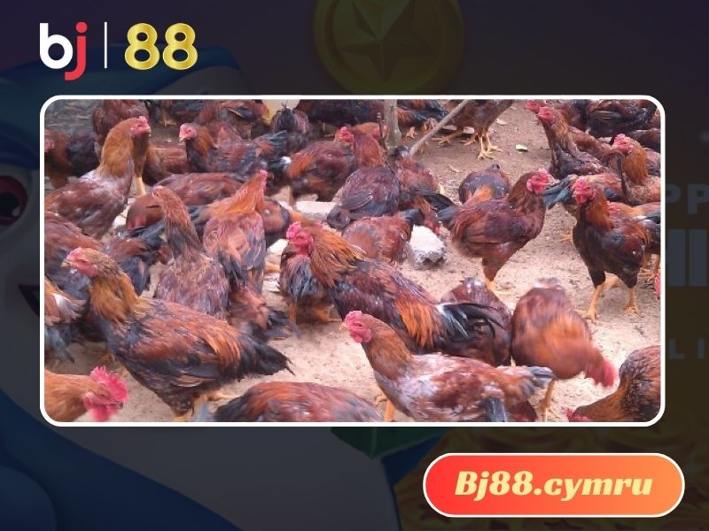 Gà lai chọi sọc giúp người dân ổn định kinh tế vững chắc