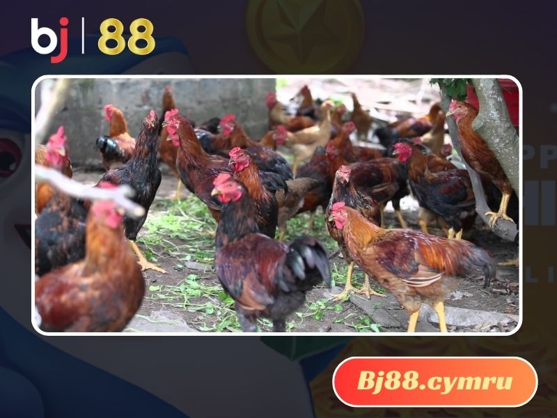 Nuôi gà lai chọi sọc không tốn nhiều chi phí