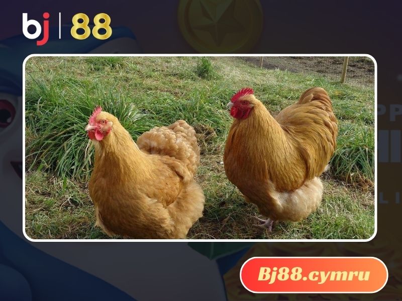 Gà Orpington mang lại lợi ích kinh tế cao khi được nuôi chủ yếu để lấy trứng và thịt