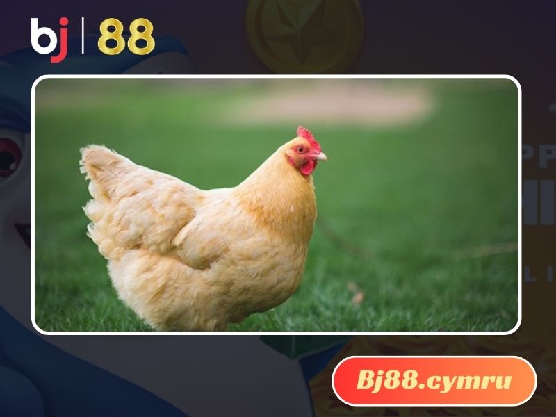 Gà Orpington gây ấn tượng khi sở hữu bộ lông dày và ấm áp