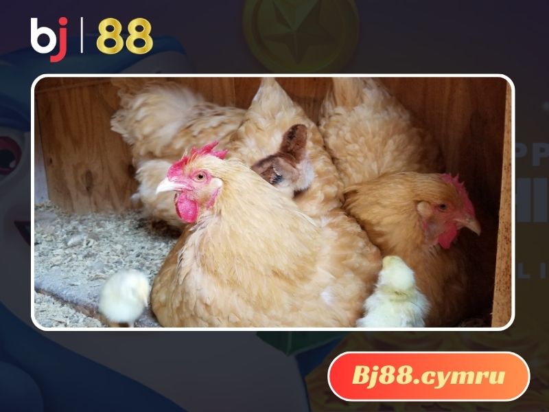 Nuôi gà đúng tiêu chuẩn sẽ giúp chúng luôn khỏe mạnh và phát triển tốt