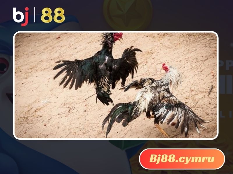 Những hình thức đá gà được yêu thích tại trường gà Savan