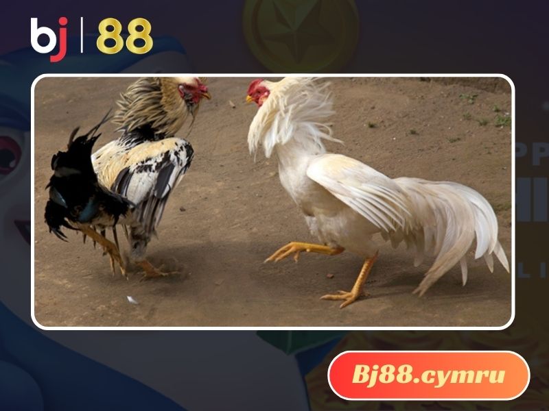 Màu lông là yếu tố nhận biết gà đá hay