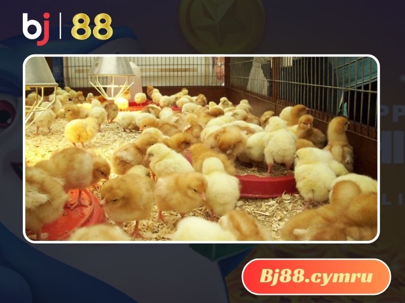 Bảo quản vacxin đúng phương pháp là cách giúp bảo vệ sức khỏe cho gà