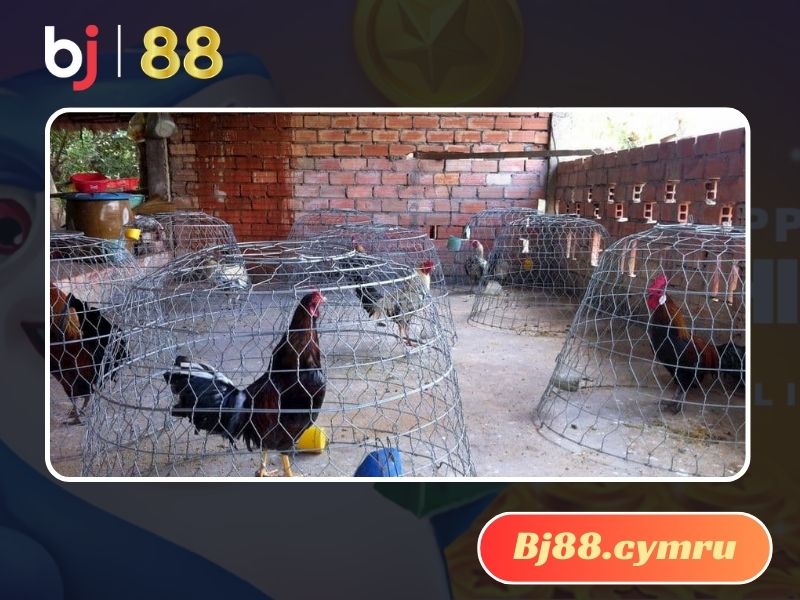 Bật mí kinh nghiệm nuôi gà gọi cực đỉnh từ cao thủ