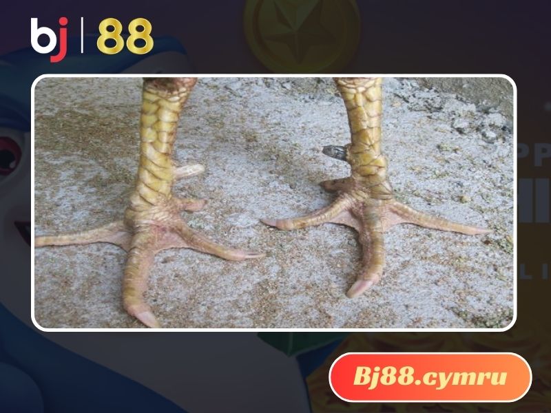 Giá gà cựa nhật nguyệt tùy vào sở trường và thành tích của mỗi con